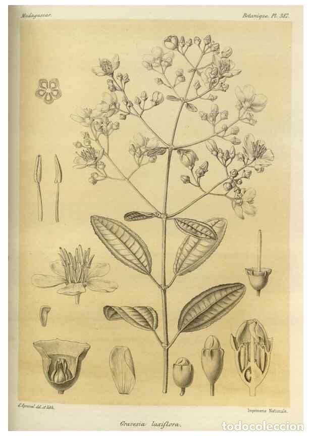 Collectionnisme de Revues et Journaux: Reproducci&oacute;n/Reproduction 49786069376: Histoire physique, naturelle, et politique de Madagascar. Par