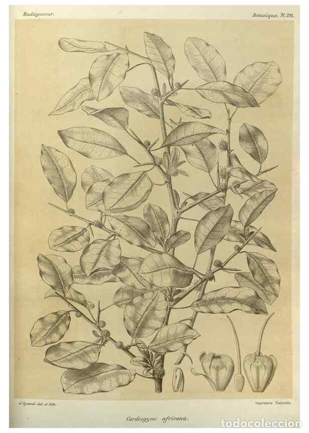 Collectionnisme de Revues et Journaux: Reproducci&oacute;n/Reproduction 49786038251: Histoire physique, naturelle, et politique de Madagascar. Par