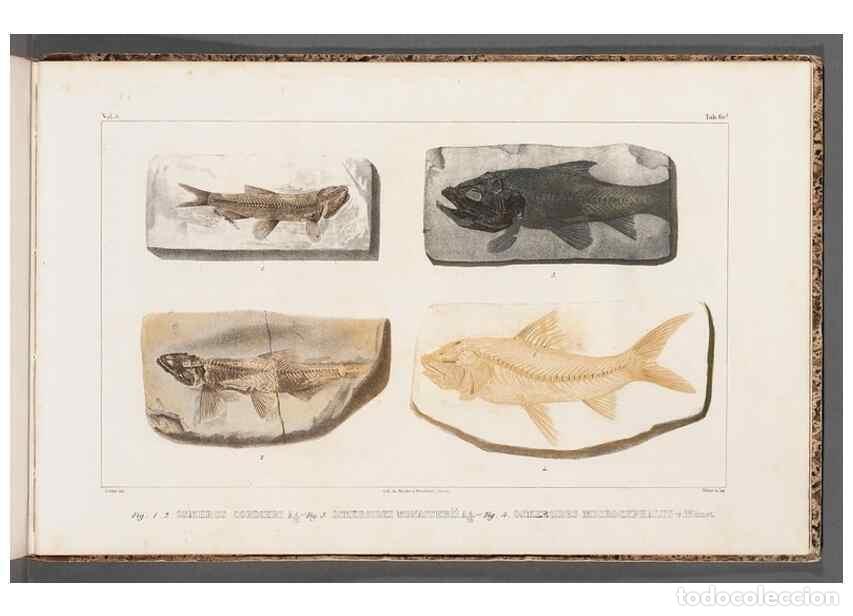 Collectionnisme de Revues et Journaux: Reproducci&oacute;n/Reproduction 49640315156: Recherches sur les poissons fossiles ... /. Neuchatel :Petitp