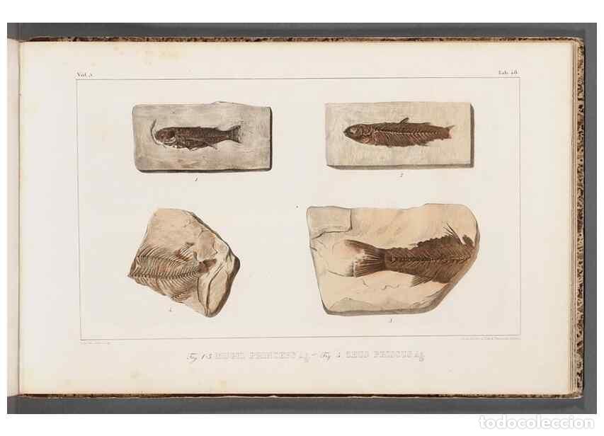 Collection Magazines and Newspapers: Reproducci&oacute;n/Reproduction 49640310141: Recherches sur les poissons fossiles ... /. Neuchatel :Petitp