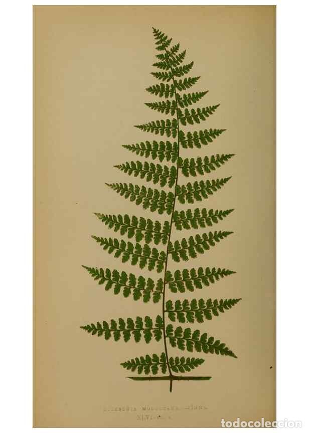 Collection Magazines and Newspapers: Reproducci&oacute;n/Reproduction 49628480321: Ferns: British and exotic.... London,Groombridge and Sons,185