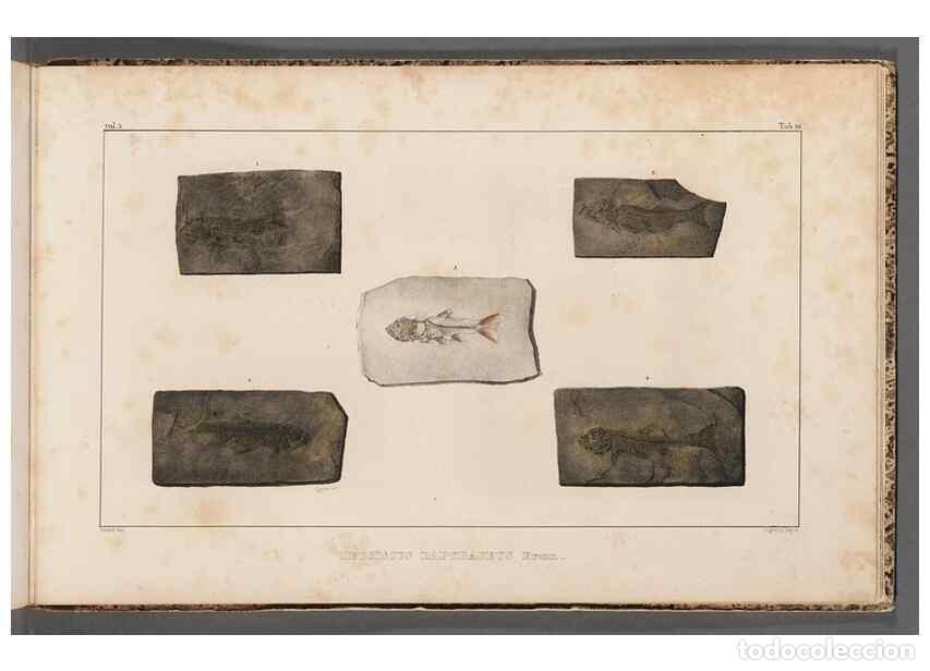 Collection Magazines and Newspapers: Reproducci&oacute;n/Reproduction 49639788958: Recherches sur les poissons fossiles ... /. Neuchatel :Petitp