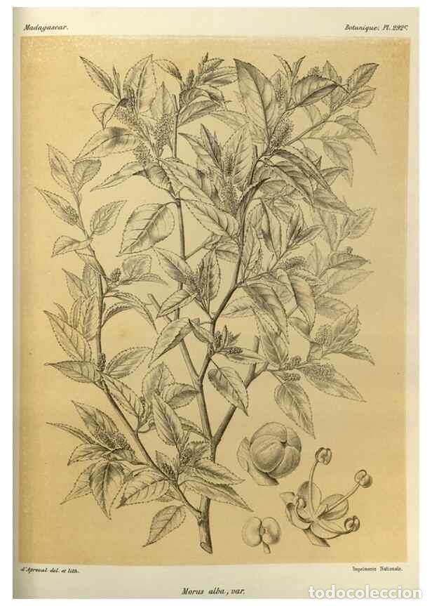 Collection Magazines and Newspapers: Reproducci&oacute;n/Reproduction 49785499383: Histoire physique, naturelle, et politique de Madagascar. Par