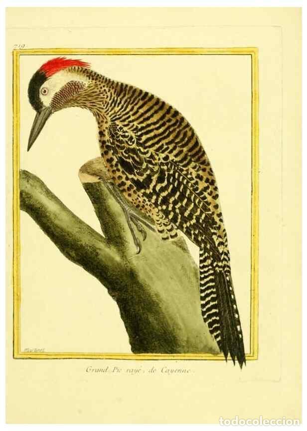 Collection Magazines and Newspapers: Reproducci&oacute;n/Reproduction 49640404902: Planches enlumin&eacute;es d'histoire naturelle. Paris? :s.n.,1765-1