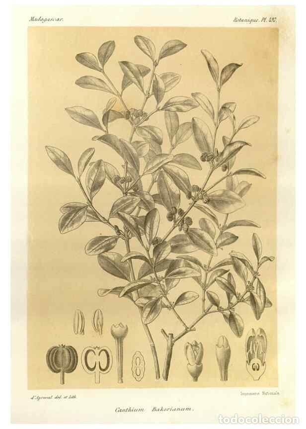 Collection Magazines and Newspapers: Reproducci&oacute;n/Reproduction 49785571498: Histoire physique, naturelle, et politique de Madagascar. Par