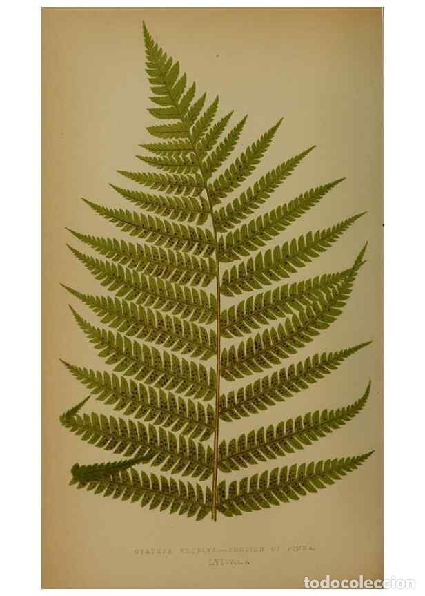Collection Magazines and Newspapers: Reproducci&oacute;n/Reproduction 49628481976: Ferns: British and exotic.... London,Groombridge and Sons,185