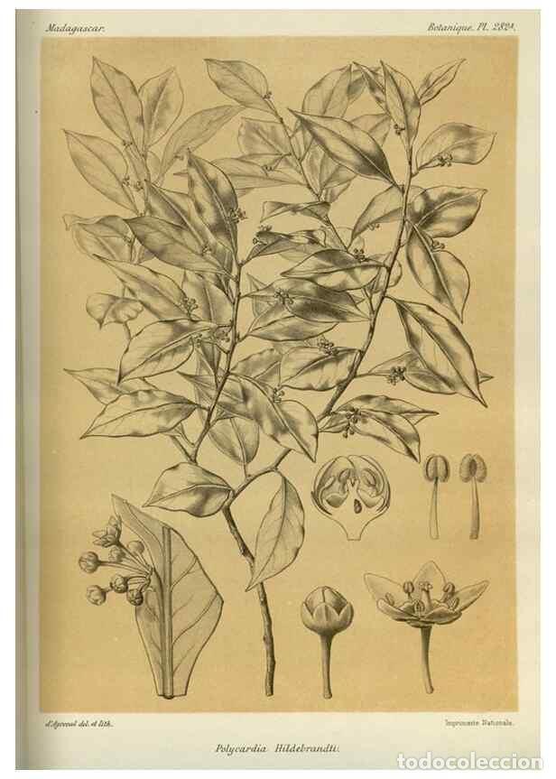 Collection Magazines and Newspapers: Reproducci&oacute;n/Reproduction 49786353102: Histoire physique, naturelle, et politique de Madagascar. Par