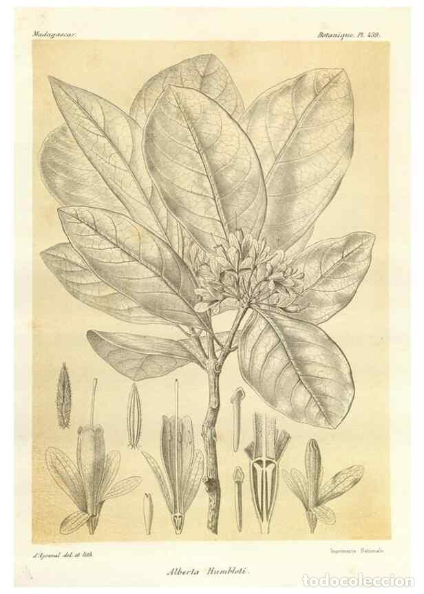 Collection Magazines and Newspapers: Reproducci&oacute;n/Reproduction 49786112141: Histoire physique, naturelle, et politique de Madagascar. Par