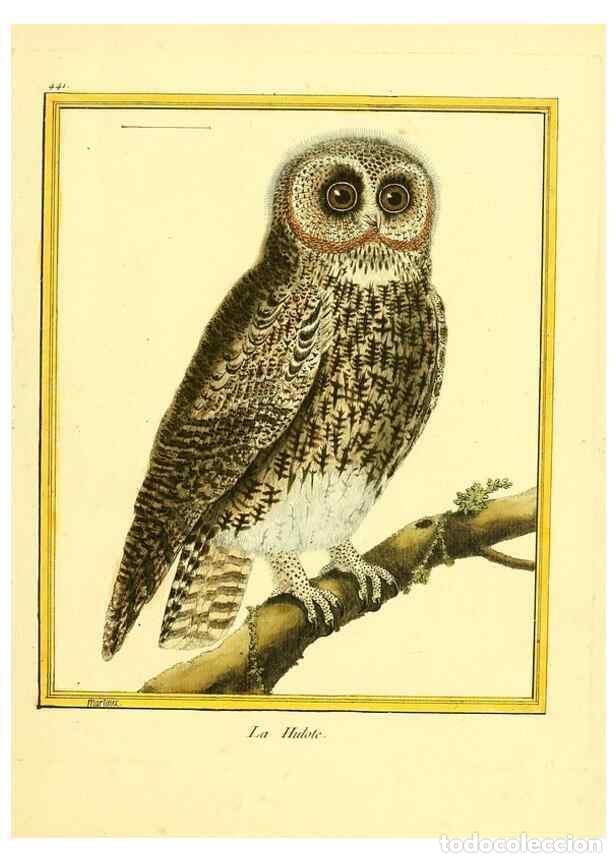 Collection Magazines and Newspapers: Reproducci&oacute;n/Reproduction 49640104527: Planches enlumin&eacute;es d'histoire naturelle. Paris? :s.n.,1765-1