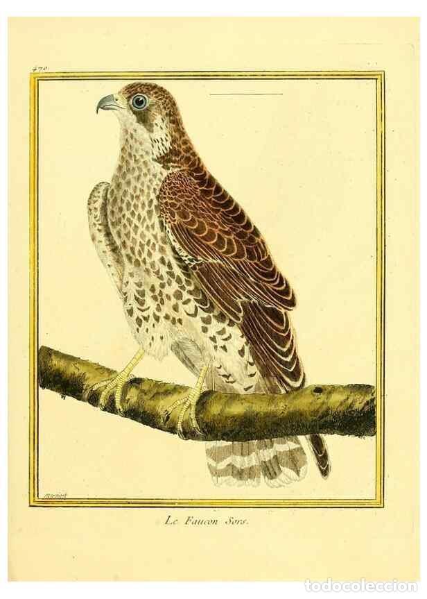 Collection Magazines and Newspapers: Reproducci&oacute;n/Reproduction 49639842071: Planches enlumin&eacute;es d'histoire naturelle. Paris? :s.n.,1765-1