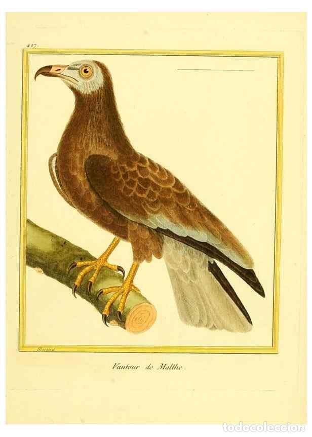 Collection Magazines and Newspapers: Reproducci&oacute;n/Reproduction 49639827201: Planches enlumin&eacute;es d'histoire naturelle. Paris? :s.n.,1765-1