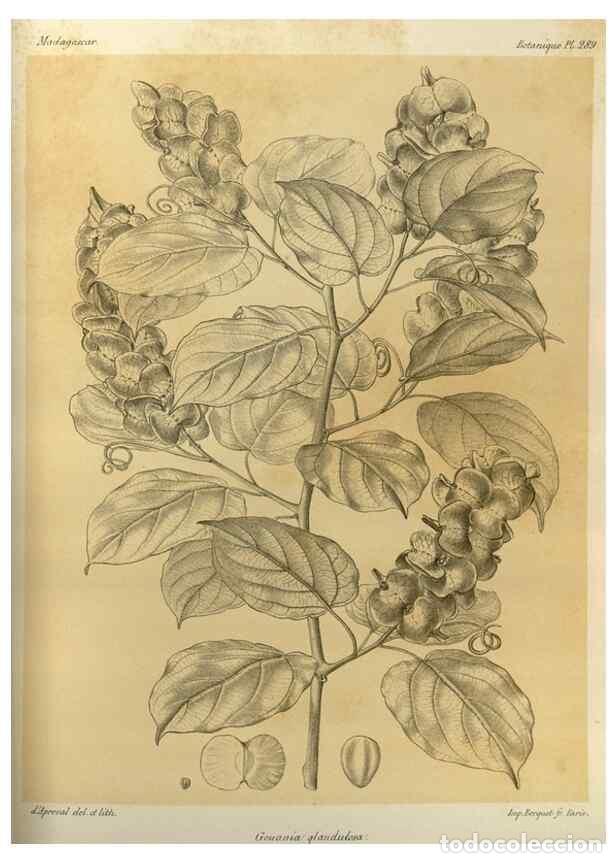 Collection Magazines and Newspapers: Reproducci&oacute;n/Reproduction 49786035556: Histoire physique, naturelle, et politique de Madagascar. Par