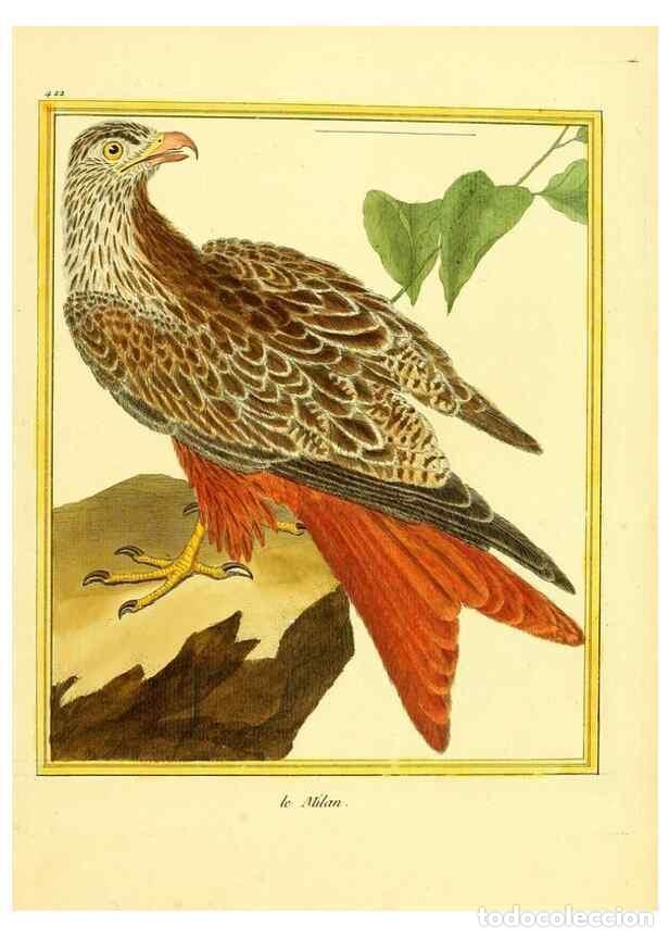 Collectionnisme de Revues et Journaux: Reproducci&oacute;n/Reproduction 49640098557: Planches enlumin&eacute;es d'histoire naturelle. Paris? :s.n.,1765-1