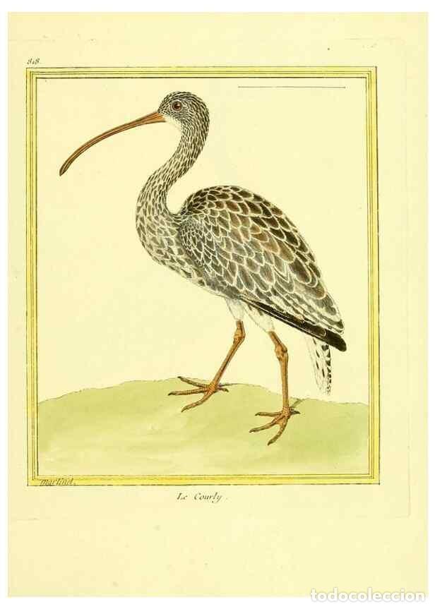 Sammeln von Zeitschriften und Zeitungen: Reproducci&oacute;n/Reproduction 49639929268: Planches enlumin&eacute;es d'histoire naturelle. Paris? :s.n.,1765-1