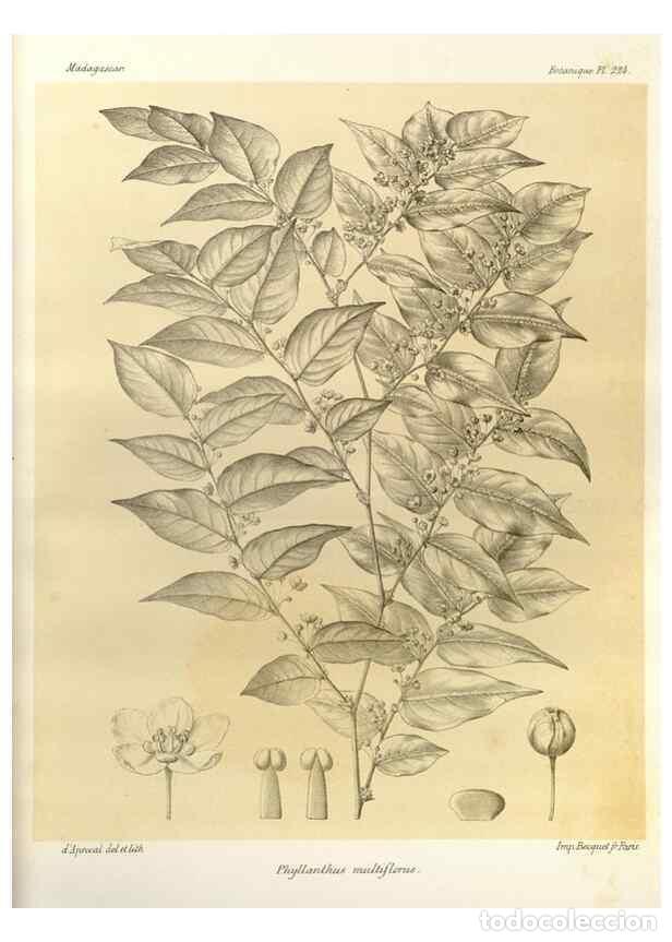 Sammeln von Zeitschriften und Zeitungen: Reproducci&oacute;n/Reproduction 49785391368: Histoire physique, naturelle, et politique de Madagascar. Par