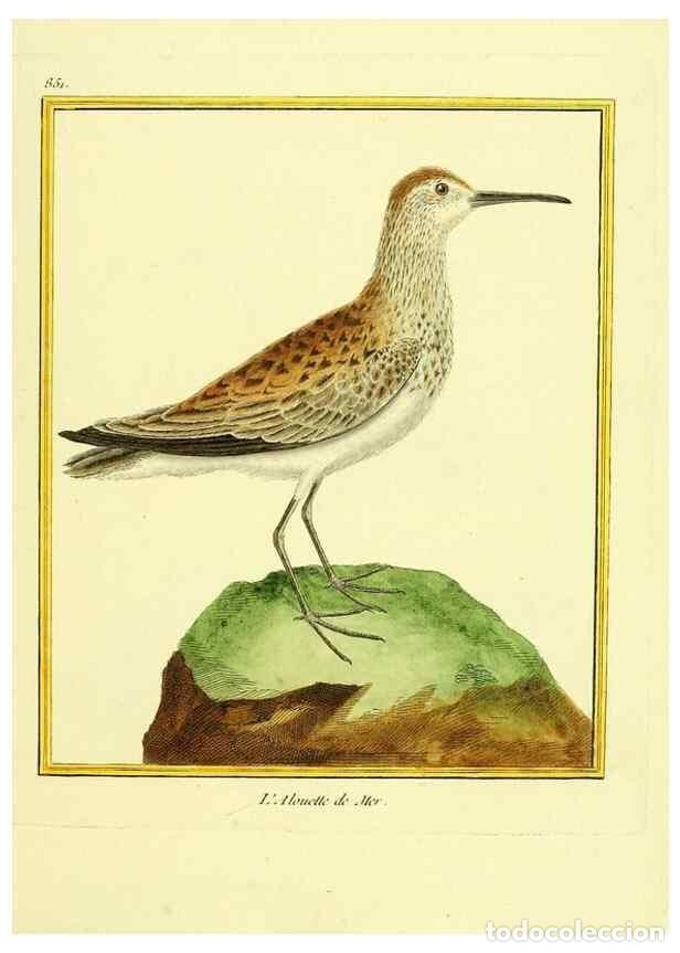 Sammeln von Zeitschriften und Zeitungen: Reproducci&oacute;n/Reproduction 49639941003: Planches enlumin&eacute;es d'histoire naturelle. Paris? :s.n.,1765-1