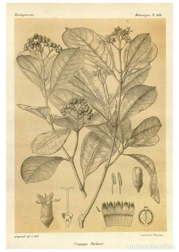 Sammeln von Zeitschriften und Zeitungen: Reproducci&oacute;n/Reproduction 49786107816: Histoire physique, naturelle, et politique de Madagascar. Par