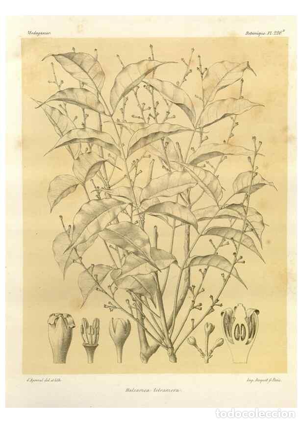 Sammeln von Zeitschriften und Zeitungen: Reproducci&oacute;n/Reproduction 49786251302: Histoire physique, naturelle, et politique de Madagascar. Par