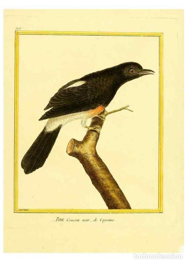 Sammeln von Zeitschriften und Zeitungen: Reproducci&oacute;n/Reproduction 49640007061: Planches enlumin&eacute;es d'histoire naturelle. Paris? :s.n.,1765-1