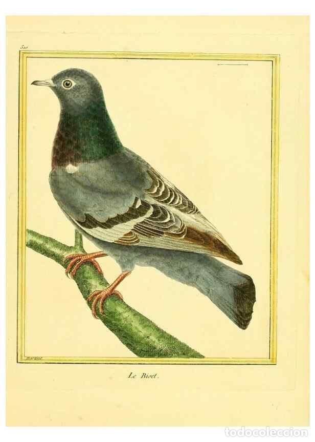 Sammeln von Zeitschriften und Zeitungen: Reproducci&oacute;n/Reproduction 49639484188: Planches enlumin&eacute;es d'histoire naturelle. Paris? :s.n.,1765-1