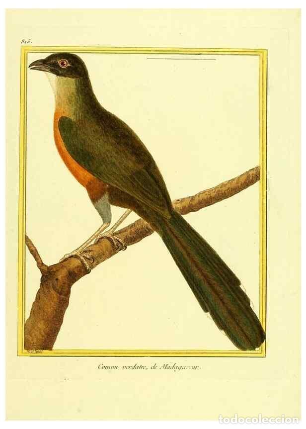 Sammeln von Zeitschriften und Zeitungen: Reproducci&oacute;n/Reproduction 49640723487: Planches enlumin&eacute;es d'histoire naturelle. Paris? :s.n.,1765-1