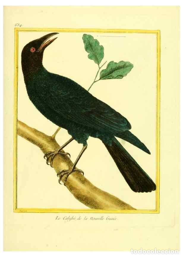 Sammeln von Zeitschriften und Zeitungen: Reproducci&oacute;n/Reproduction 49639570408: Planches enlumin&eacute;es d'histoire naturelle. Paris? :s.n.,1765-1