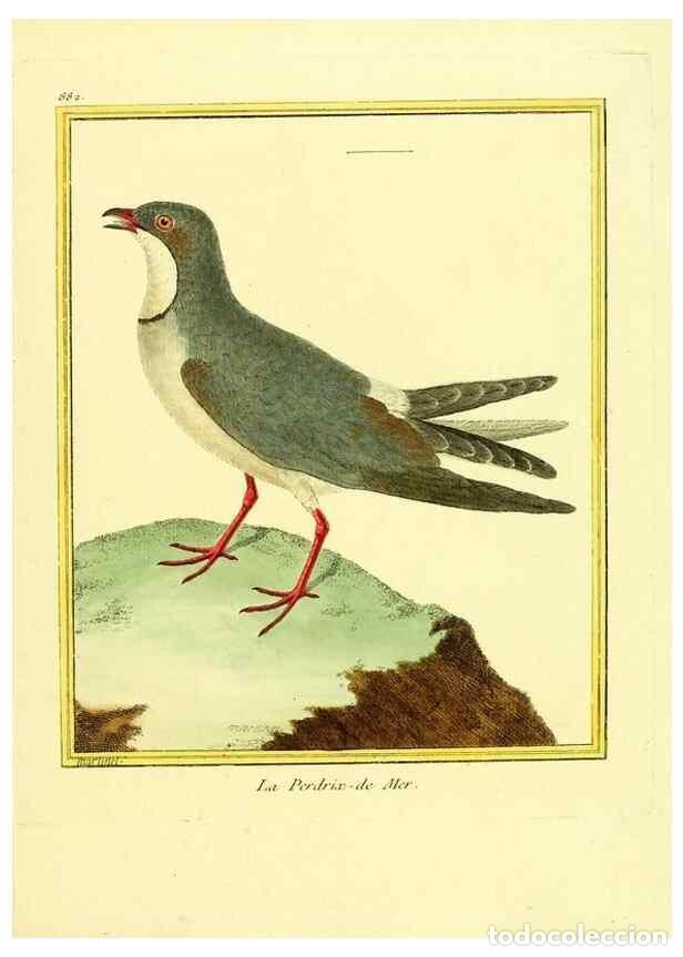 Sammeln von Zeitschriften und Zeitungen: Reproducci&oacute;n/Reproduction 49640747032: Planches enlumin&eacute;es d'histoire naturelle. Paris? :s.n.,1765-1