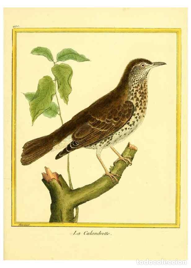 Sammeln von Zeitschriften und Zeitungen: Reproducci&oacute;n/Reproduction 49639322913: Planches enlumin&eacute;es d'histoire naturelle. Paris? :s.n.,1765-1