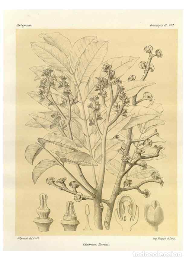 Sammeln von Zeitschriften und Zeitungen: Reproducci&oacute;n/Reproduction 49785931811: Histoire physique, naturelle, et politique de Madagascar. Par