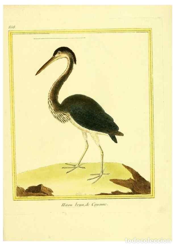 Sammeln von Zeitschriften und Zeitungen: Reproducci&oacute;n/Reproduction 49639943308: Planches enlumin&eacute;es d'histoire naturelle. Paris? :s.n.,1765-1