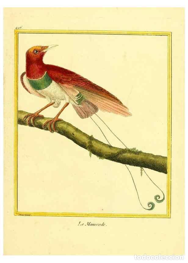 Sammeln von Zeitschriften und Zeitungen: Reproducci&oacute;n/Reproduction 49639324453: Planches enlumin&eacute;es d'histoire naturelle. Paris? :s.n.,1765-1