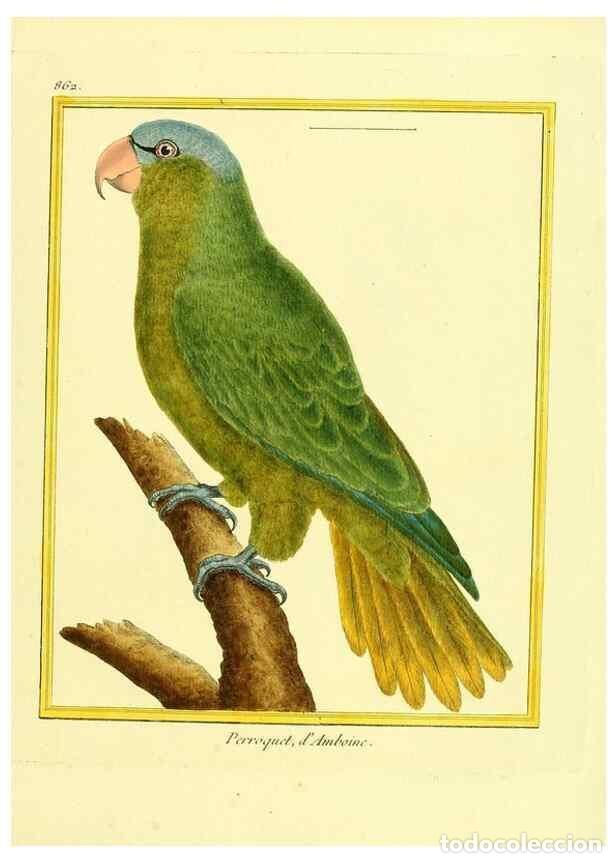 Sammeln von Zeitschriften und Zeitungen: Reproducci&oacute;n/Reproduction 49639944613: Planches enlumin&eacute;es d'histoire naturelle. Paris? :s.n.,1765-1