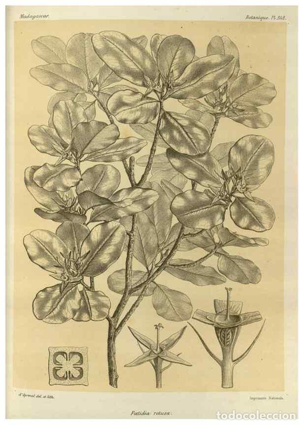 Sammeln von Zeitschriften und Zeitungen: Reproducci&oacute;n/Reproduction 49785514653: Histoire physique, naturelle, et politique de Madagascar. Par