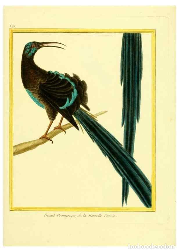 Sammeln von Zeitschriften und Zeitungen: Reproducci&oacute;n/Reproduction 49640368172: Planches enlumin&eacute;es d'histoire naturelle. Paris? :s.n.,1765-1