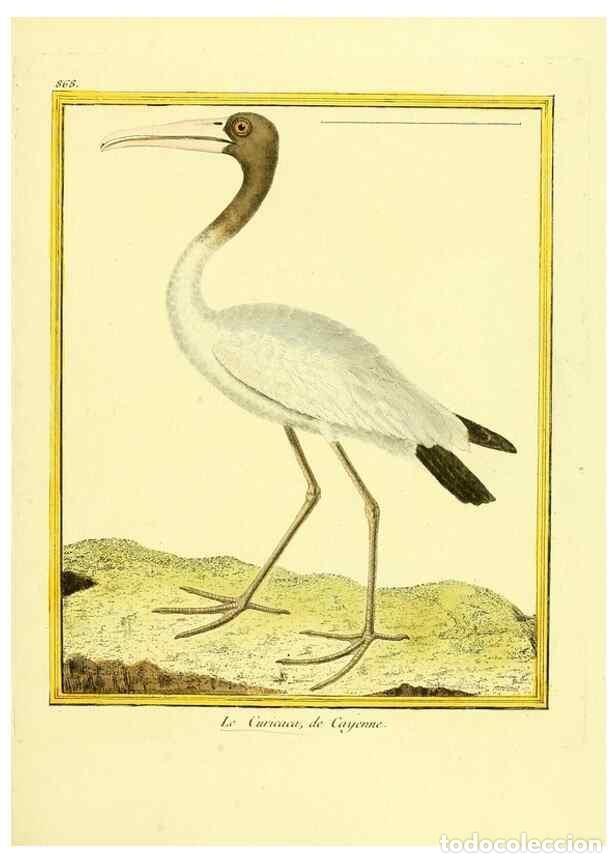 Sammeln von Zeitschriften und Zeitungen: Reproducci&oacute;n/Reproduction 49639946573: Planches enlumin&eacute;es d'histoire naturelle. Paris? :s.n.,1765-1