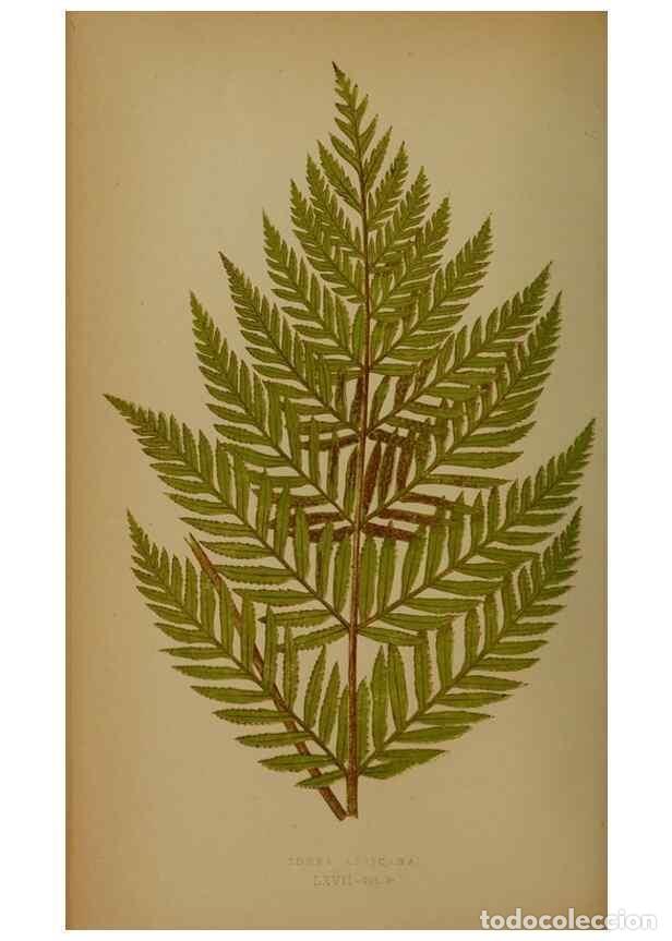 Sammeln von Zeitschriften und Zeitungen: Reproducci&oacute;n/Reproduction 49628757927: Ferns: British and exotic.... London,Groombridge and Sons,185