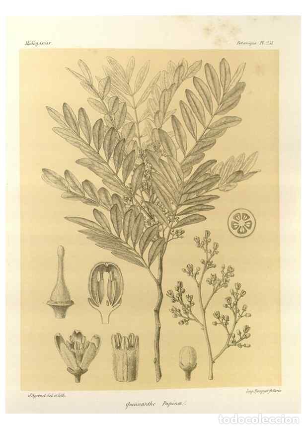 Sammeln von Zeitschriften und Zeitungen: Reproducci&oacute;n/Reproduction 49785941446: Histoire physique, naturelle, et politique de Madagascar. Par