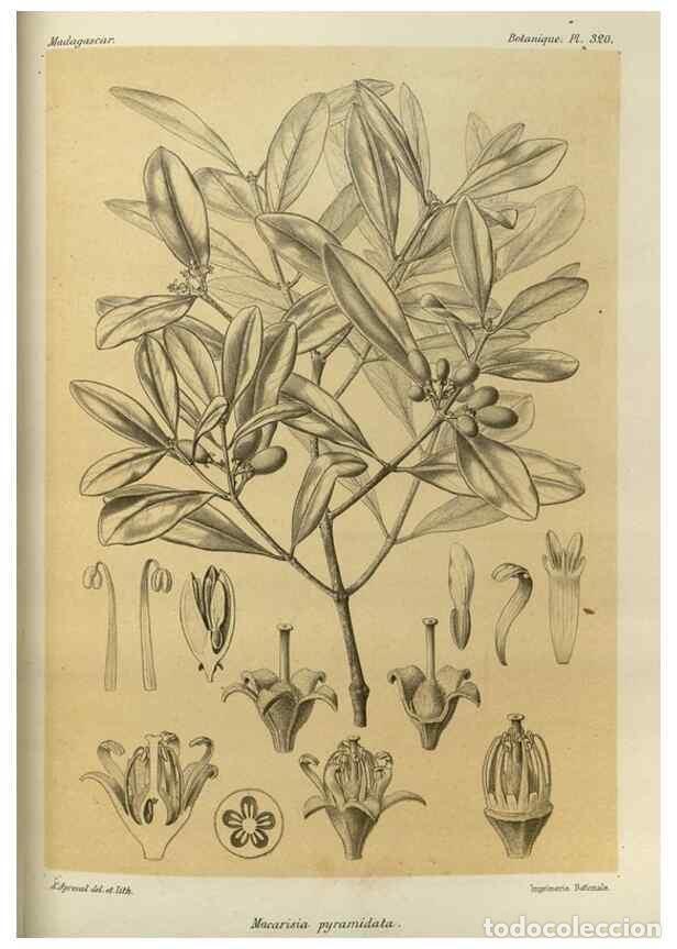 Sammeln von Zeitschriften und Zeitungen: Reproducci&oacute;n/Reproduction 49785508898: Histoire physique, naturelle, et politique de Madagascar. Par