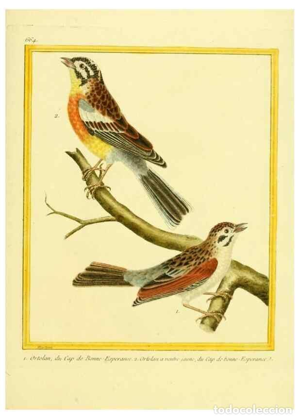 Sammeln von Zeitschriften und Zeitungen: Reproducci&oacute;n/Reproduction 49640101241: Planches enlumin&eacute;es d'histoire naturelle. Paris? :s.n.,1765-1