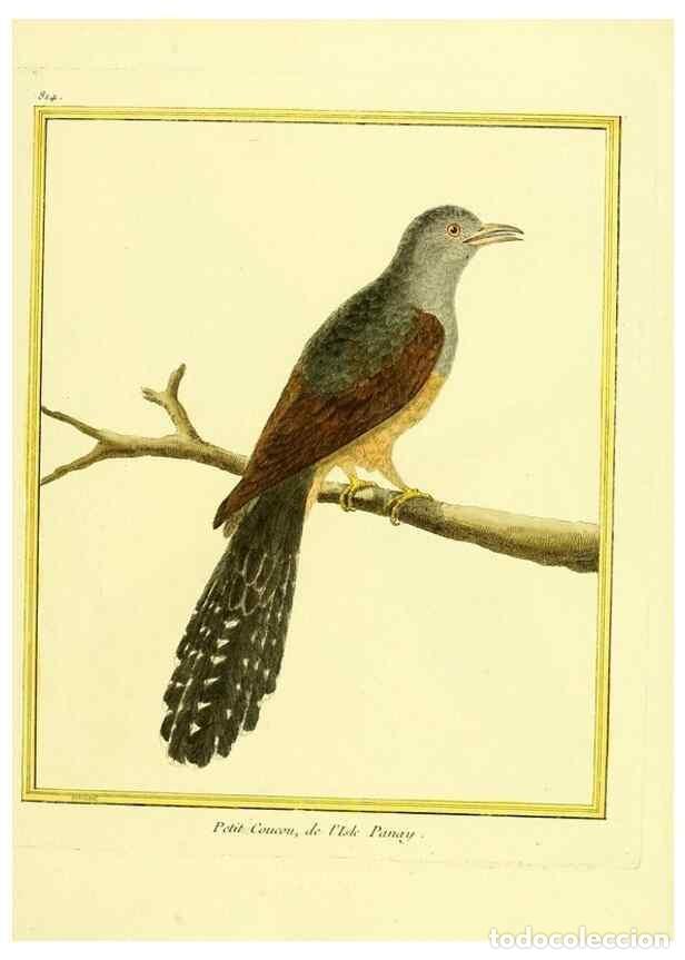 Sammeln von Zeitschriften und Zeitungen: Reproducci&oacute;n/Reproduction 49639927883: Planches enlumin&eacute;es d'histoire naturelle. Paris? :s.n.,1765-1