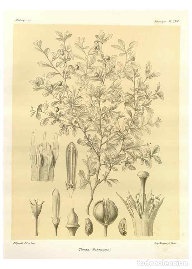 Collection Magazines and Newspapers: Reproducci&oacute;n/Reproduction 49785406428: Histoire physique, naturelle, et politique de Madagascar. Par