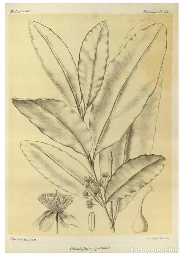 Sammeln von Zeitschriften und Zeitungen: Reproducci&oacute;n/Reproduction 49785520623: Histoire physique, naturelle, et politique de Madagascar. Par