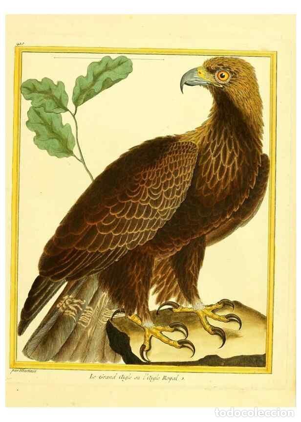 Sammeln von Zeitschriften und Zeitungen: Reproducci&oacute;n/Reproduction 49640095112: Planches enlumin&eacute;es d'histoire naturelle. Paris? :s.n.,1765-1