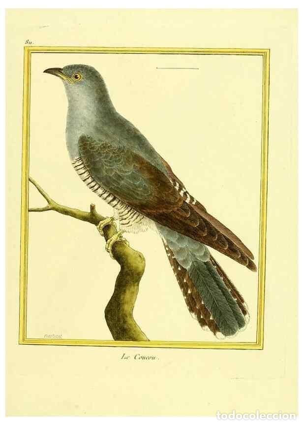 Sammeln von Zeitschriften und Zeitungen: Reproducci&oacute;n/Reproduction 49640449936: Planches enlumin&eacute;es d'histoire naturelle. Paris? :s.n.,1765-1