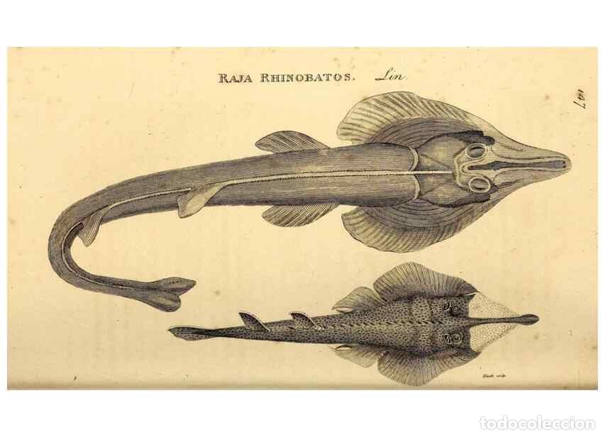 Sammeln von Zeitschriften und Zeitungen: Reproducci&oacute;n/Reproduction 49827063781: General zoology, or Systematic natural history. London,Printe