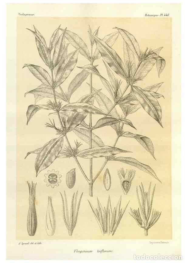 Sammeln von Zeitschriften und Zeitungen: Reproducci&oacute;n/Reproduction 49785575378: Histoire physique, naturelle, et politique de Madagascar. Par