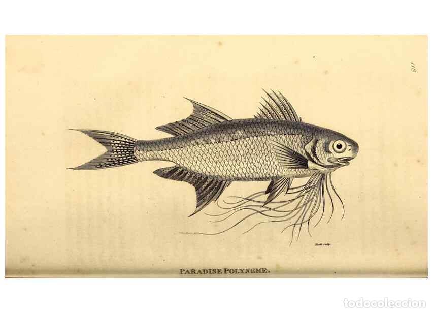 Sammeln von Zeitschriften und Zeitungen: Reproducci&oacute;n/Reproduction 49827369132: General zoology, or Systematic natural history. London,Printe