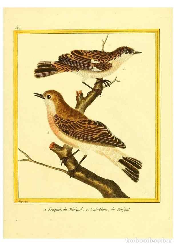 Sammeln von Zeitschriften und Zeitungen: Reproducci&oacute;n/Reproduction 49640027951: Planches enlumin&eacute;es d'histoire naturelle. Paris? :s.n.,1765-1