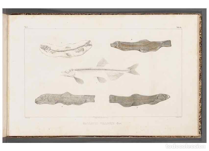 Sammeln von Zeitschriften und Zeitungen: Reproducci&oacute;n/Reproduction 49640314096: Recherches sur les poissons fossiles ... /. Neuchatel :Petitp