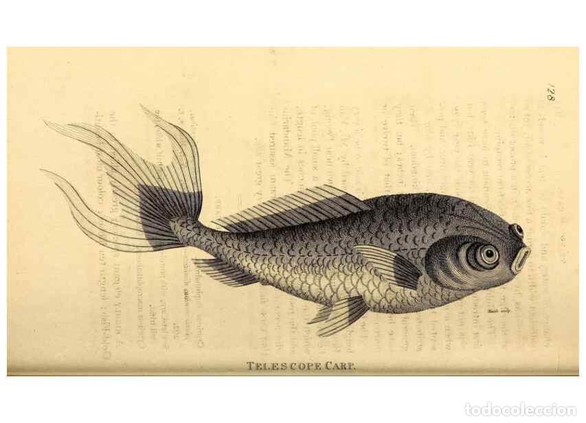 Collection Magazines and Newspapers: Reproducci&oacute;n/Reproduction 49826524823: General zoology, or Systematic natural history. London,Printe